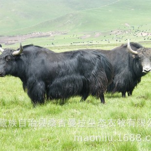 �ຣ��ͨ��ţ ��ͨţ�� ��ţ�Įa�� ��ţ��Ʒ�N ��ţ�����l�r��