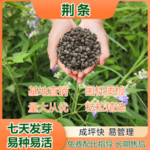 园林绿化护坡草种子苗木植物花园工程绿色系速播荆条种籽速生