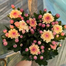 新品宝莲灯雏菊盆栽多年生耐热耐寒室内阳台庭院四季开花花苞发货