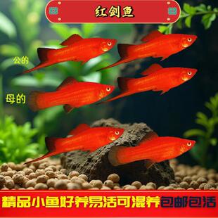 �t���~�Ꭷ�~�^�p�~̥���~�����~С�~��t���~С���~���B�ͻ��~��
