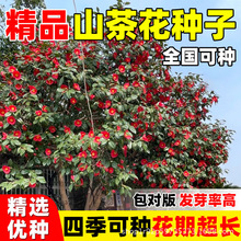 ɽ軨N ܷNӻľNľNֲN ļɲN