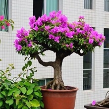 三角梅花苗地栽盆栽花卉观花植物室内阳台庭院爬藤垂丝四季可开花