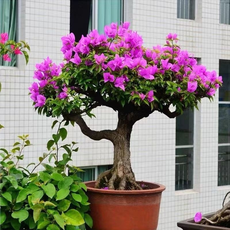 三角梅花苗地栽盆栽花卉观花植物室内阳台庭院爬藤垂丝四季可开花