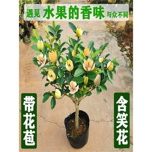 ���Ԙ��玧�����҃��̨�������㽶��ͥԺ�ļ������ͺ�ֲ�ﺬЦ��