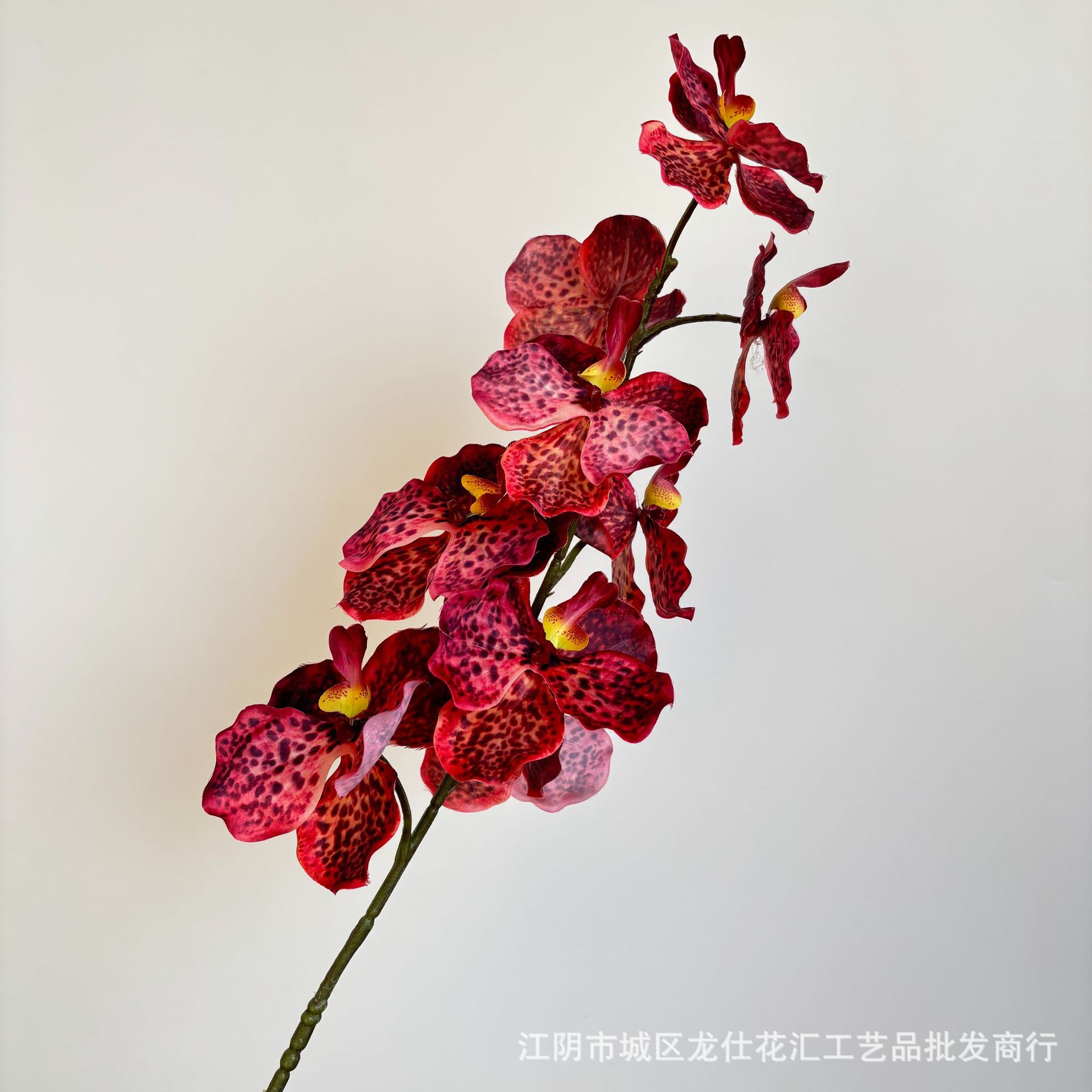 단일 호접란 빨간색