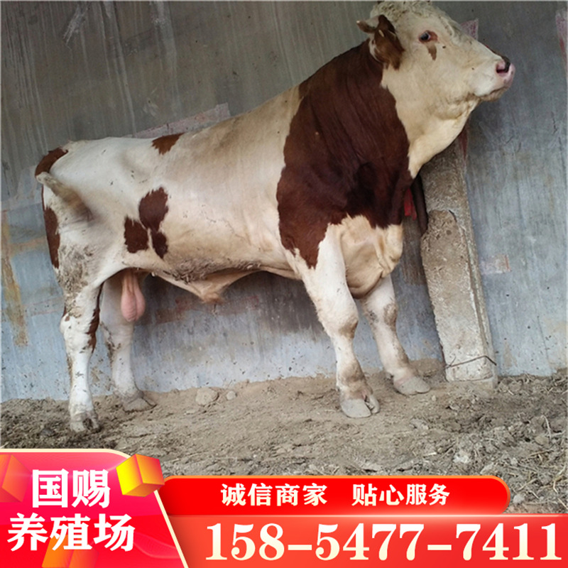 西门塔尔牛能长多少斤云南西门塔尔牛图片 改良种牛养殖