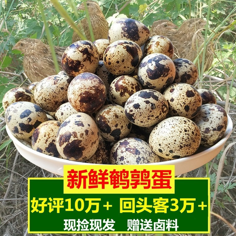 鹌鹑蛋赠送卤料160枚农家杂粮喂养新鲜生新鲜120/50枚/100枚跨境