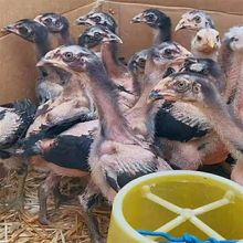 纯种正宗斗鸡打背王重越南斗鸡狠斗活苗包邮木质其他桃李园战斗鸡