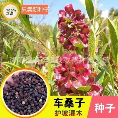 Че Сангзи Семян Кустарник Склон Озеленение Восстановление Шахты Защита Склона Трава Семена Скоростная Защита Склона