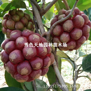 ���ϻ��粼��������ϻ�����ˮ�������پ�F�ϱ����Nֲ����Y��
