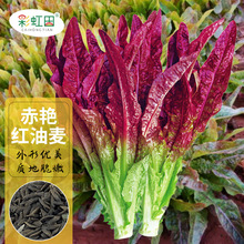 ���G�t�����˷N����ˮ���˷N���ļ����Կ������Ѵ���ͥԺ֧�ִ��l