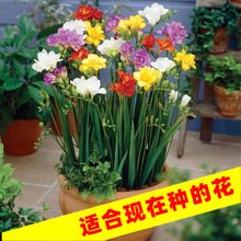 香雪兰种球四季球根多年生重瓣易种盆栽植物种子庭院观花卉小苍兰