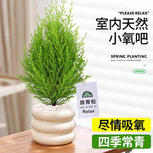 香松盆栽室内桌面放青松小绿植办公室客厅摆件装饰圣诞树花卉植物
