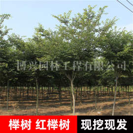 红榉树苗血举小苗别墅庭院行道大型耐寒彩叶绿化风景树小叶榉树苗