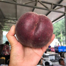 黑桃苗黑桃皇后树苗黑妹桃苗桃树苗嫁接苗地栽盆栽南北方当年结果