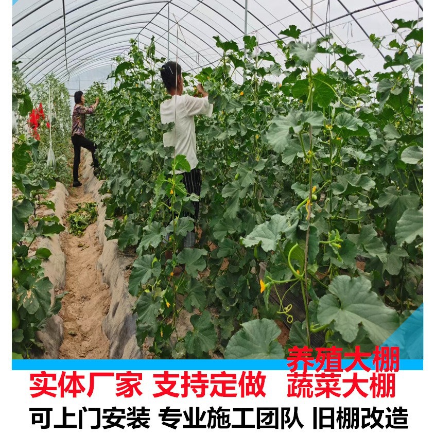 东阿镇哪里建大棚的 养殖大棚 一寸管冷棚 蔬菜大棚 各种尺寸
