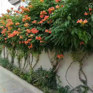 Wholesale Supply of American Lingxiao Flower Seedlings, Climbing Florals, Lingxiao Seedlings, Courtyard Climbing Plants, Lingxiao Complete Specifications