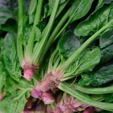 超耐热夏播王菠菜种子种籽高产春籽种夏季秋季四季蔬菜孑波菜夏子
