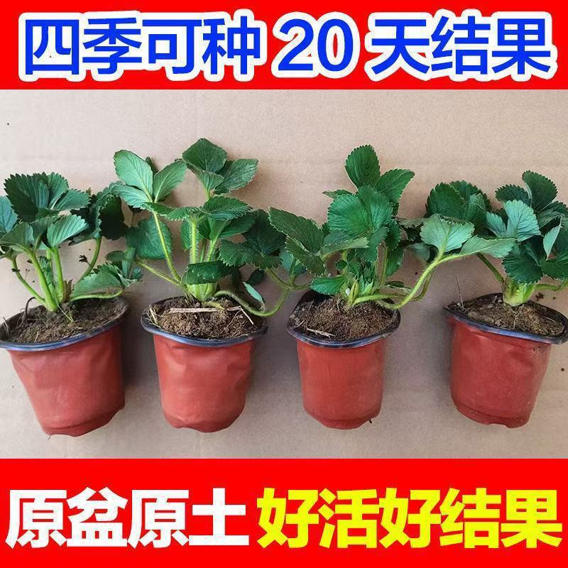 草莓苗带花带果带盆带土四季阳台室内外南北方草莓秧盆栽当年结果
