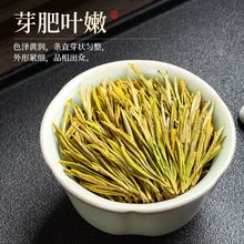 手工黄金芽奶白茶2023新茶明前豆香绿茶春茶散装茶叶罐装