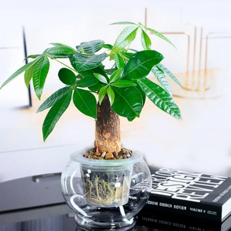 Pachira Potted plant a living room flowers and plants indoor Hydroponics Green desktop Office Small bonsai Independent