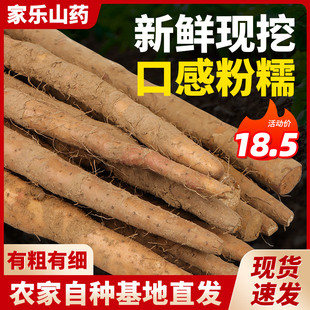Hot-Selling Iron Stick Thin Yam with Broken Ends, Powdery and Glutinous Fresh Huai Yam from Hebei Xiaobaijiao 2.5kg Vegetables with Free Shipping