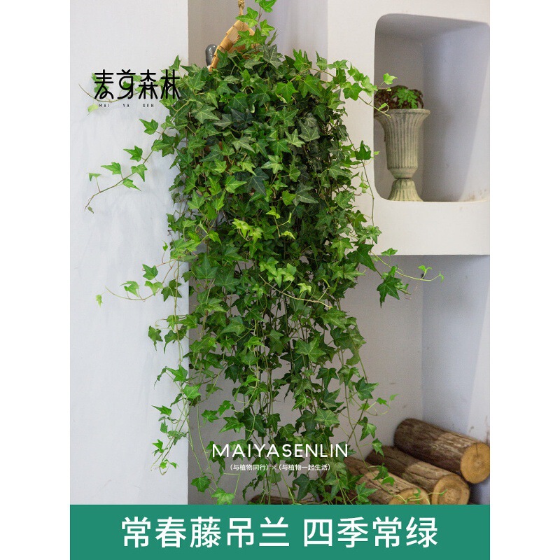 Ivy Hanging Plants Indoor Potted Wall-Mounted Greenery Evergreen Hanging Basket Hanging Plant That Absorbs Formaldehyde Ivy Hanging Plants Indoor Potted Wall-Mounted Greenery Evergreen Hanging Basket Hanging Plant That Absorbs Formaldehyde