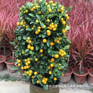 ��ۘ�����������С��ێ����҃ȿ͏d�k����������۰lؔ���f���