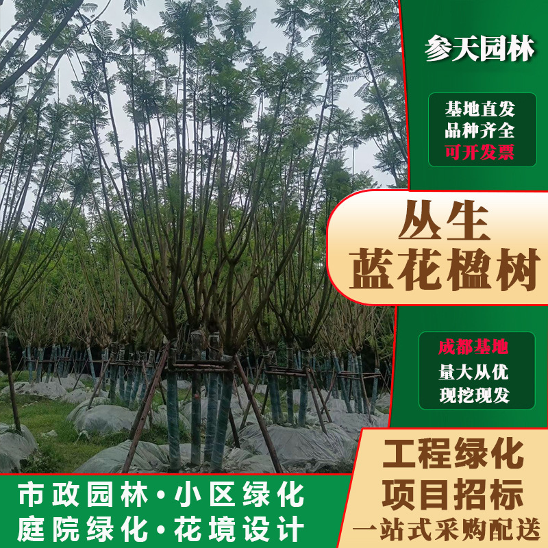 重庆贵州四川丛生蓝花楹高度600丛生蓝花楹高度800丛生蓝花楹高度
