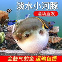 小河豚观赏鱼活体潜水艇巧克力娃娃狗头淡水热带宠物鱼会生气的鱼