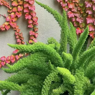 狐尾天门冬盆栽阳台庭院耐热观叶花卉多年生植物四季常青造景好物