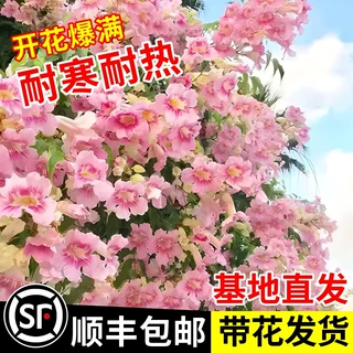 粉色凌霄花爬藤植物大苗耐寒树苗盆栽庭院花卉美国进口四季开花苗