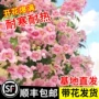 美国四季庭院开花树苗