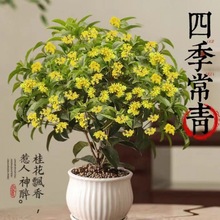 四季桂花树桂花树苗桂花苗盆栽室内外庭院花卉绿植金桂丹桂沉香桂