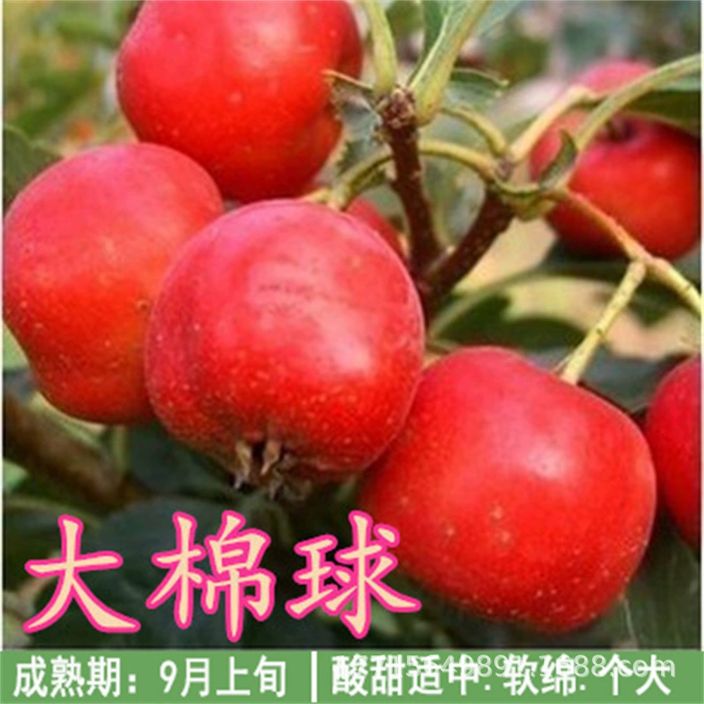 Shanlihong Рассада боярышника Прививка Рассада боярышника Плодоношение года