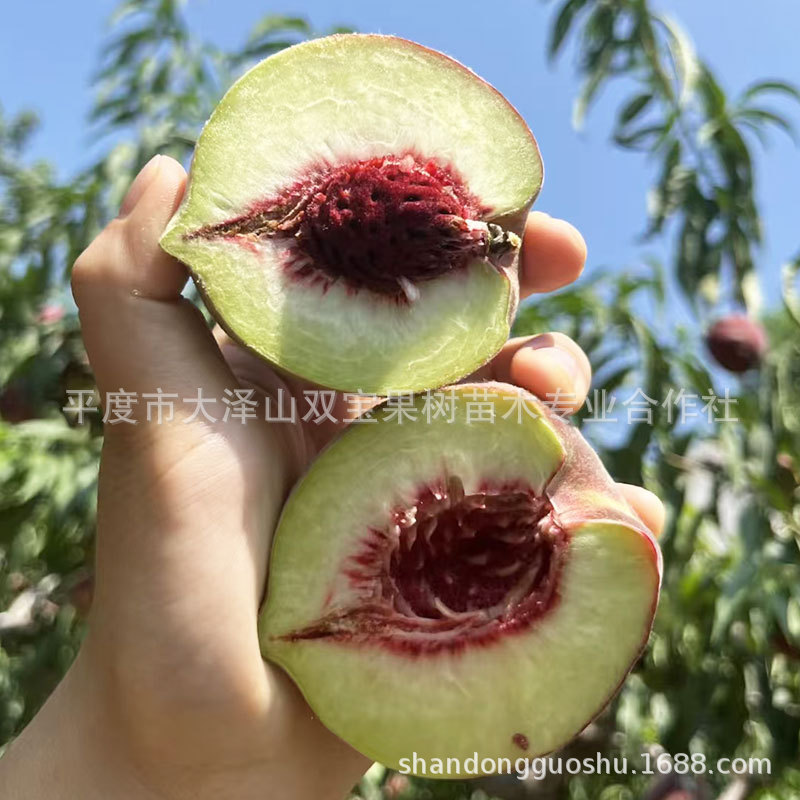 山东 青州蜜桃树苗 嫁接晚熟离核北方南方种植新品种果树苗木价格