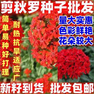 �����_���N�ļ��_�����N���N���Ӻ����׷NͥԺ�׻�ֲ�ﻨ�ӻ��N��