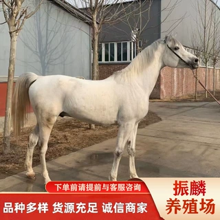 种马马匹  济宁旅游观光马活马小马驹活体马崽活马骑乘马