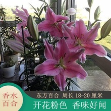 新到南美大球多年经典香水百合种球东百索邦包对版一代球大花多花