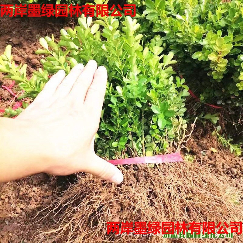 黄杨苗 瓜子黄杨苗基_主图03