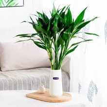 �´��y�����r���r֦�ɻ��[��������ˤ��ƿ��������������ϲ�c�Ҿ�