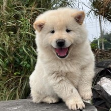 广西白土松田园犬幼犬活体狗狗伴侣犬白土松犬忠诚护主幼崽宠物狗