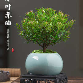 小叶赤楠老桩盆景苗植物花卉微景观水培办公室内好养四季常青盆栽