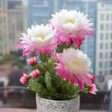 千手观音多肉佛手四季平安派发财运仙人掌绿植盆栽