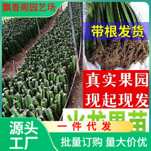 一件代发容易种的红心火龙果苗阳台庭院四季南北种植盆栽水果种苗