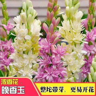 ������N���ذ���������ѿ�������������л�ͥԺ�̨��������