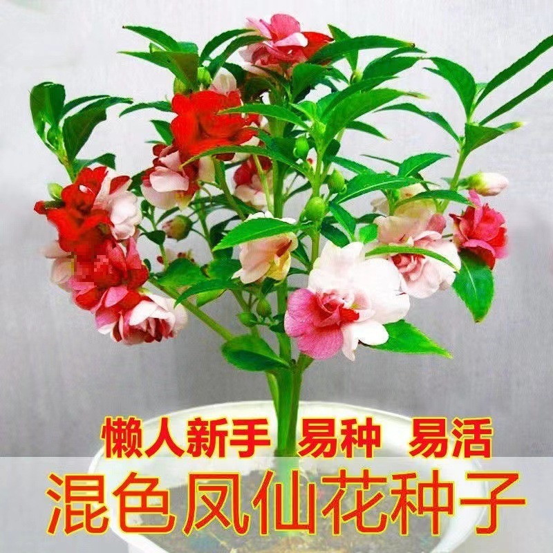 重瓣凤仙花种子指甲花七彩凤仙花茶花四季播庭院阳台盆栽花卉种子