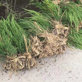 灌木;水生植物;一二年生花卉