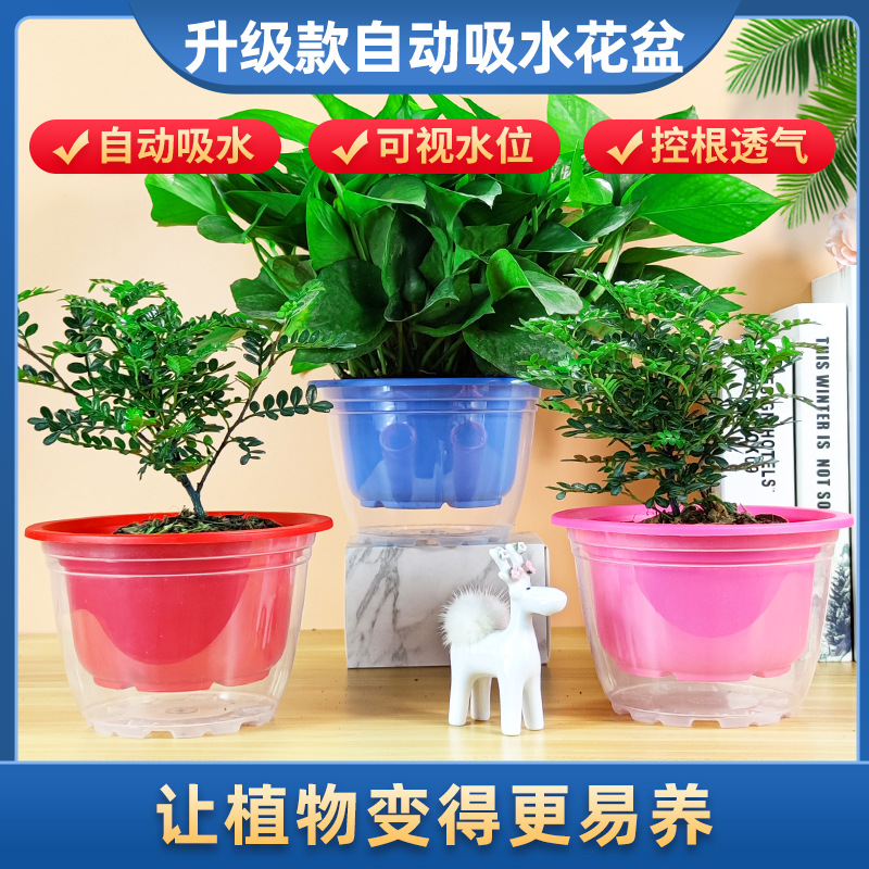 批发价双层吸水花盆绿萝180盆栽植物室内绿植吸甲醛净化空气环保