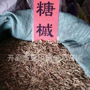 Newly Harvested Compound Maple Seeds, Northeast Cold-Resistant Ash Maple Seeds, Green-Leaf Sugar Maple Seeds, Easy to Sow Sugar Maple Saplings